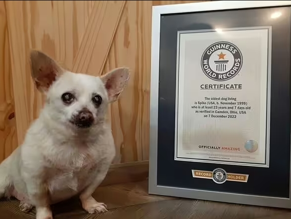 Найдена самая старая собака в мире: у этой крохи невероятная история жизни